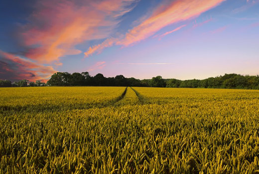 Thomson Reuters: Poziv za novinare koji izvještavaju o ruralnim zajednicama